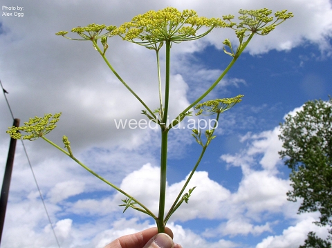 parsnip, wild
